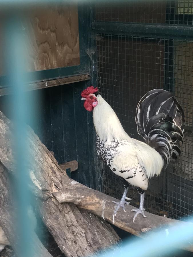 מלון פונטי סול מינצ'יו Agriturismo Corte Salandini מראה חיצוני תמונה