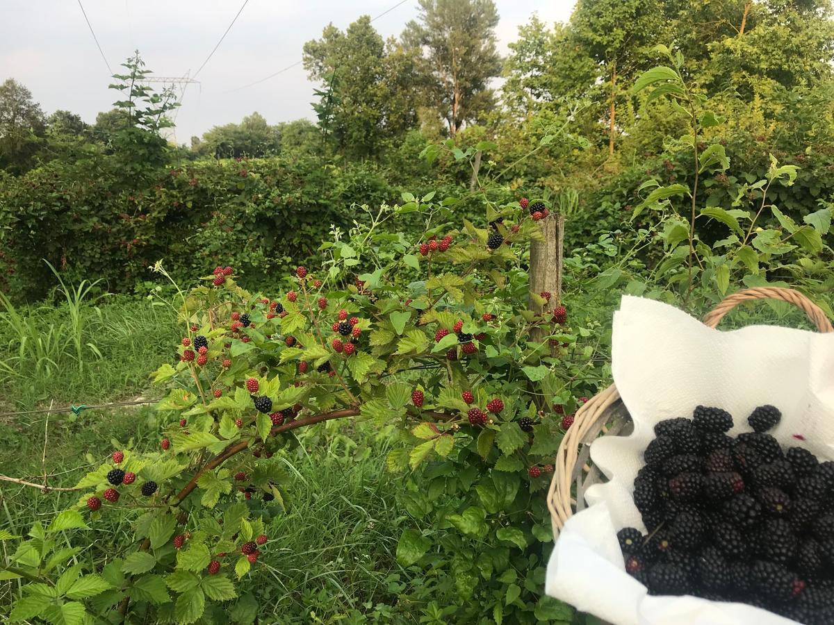 מלון פונטי סול מינצ'יו Agriturismo Corte Salandini מראה חיצוני תמונה